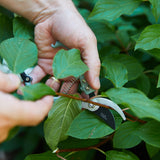 Person using garden shears to trim green leaves