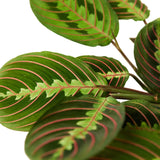 Close-up of a green leafy plant with red veins on a white background