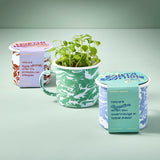 Two containers labeled 'Modern Sprout' with a small potted plant on a light green background Altered Herb Mug Grow Kits