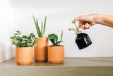 Person watering three potted plants with a black and gold Mister on a wooden surface.