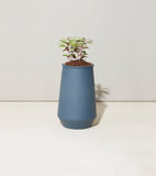 Blue Tapered Tumbler Grow Kit with a small plant on a white background