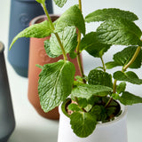 Close-up of a potted plant with green leaves on a white surface. Tapered Tumbler Grow Kits