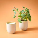 Ceramic cup with a plant on an orange background Garden Vibes Candle/Planter 2-in-1