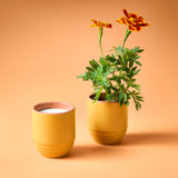 Yellow cup with milk and yellow pot with plant on an orange background Garden Vibes Candle/Planter 2-in-1