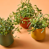 Three potted plants on a peach-colored background Rooted Candles Planters