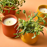 Two orange pots with candles and a green plant on an orange background Rooted Candles Planters