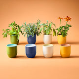 Set of potted plants and cups on a peach background Garden Vibes Candle/Planter 2-in-1