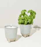 Two potted plants with a candle on a light background Glow & Grow Kits