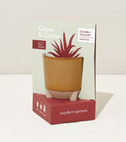 Candle and grow kit packaging with a brown pot and red desert cactus on a beige background