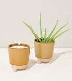 Two potted plants with a candle inside one of them on a white background Glow & Grow Kits