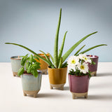 Collection of potted plants in colorful ceramic pots on a light surface with a light blue background