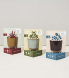 Three 'Glow & Grow' plant starter kit boxes on a white background