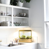 Modern kitchen with white shelves, sink, and Smart Growhouse.
