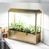Smart Growhouse on a kitchen counter with plants growing.