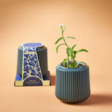Decorative Flower Grow Kit with a small plant and packaging on a beige background
