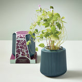 Blue ribbed Flower Grow Kit with a plant and a box labeled 'Morning Glory' on a light background
