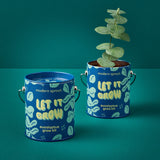 Two blue planters with eucalyptus plants on a teal background