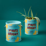 Two 'Spirits Bright' agave grow kits from Modern Sprout on a teal background