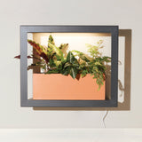 Framed plant display with a peach-colored interior on a white wall Smart Standard Growframe