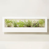 Herb garden in a rectangular planter with a white frame on a light background Smart Landscape Growframe