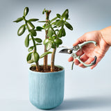 Person holding a pair of garden shears next to a potted plant on a light gray background