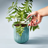 Person using pruning shears on a potted fern plant against a light gray background