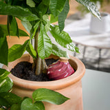 Potted plant with a decorative red vase inside, set against a blurred indoor background Terracotta Watering Bulbs