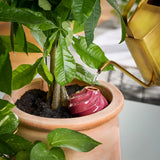 Gold watering can pouring water into a pink planter with a green plant Terracotta Watering Bulbs