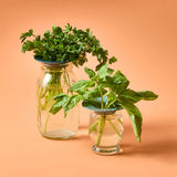 Produce Keepers, 2pk with plants on a peach background