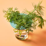 Green dill in a glass of water on an orange background Produce Keepers, 2pk