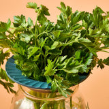 Green parsley in a glass jar on a peach background Produce Keepers, 2pk