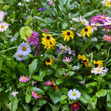 Colorful mix of flowers including yellow, purple, and white blossoms with green leaves.