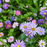 Close-up of purple and pink flowers with green leaves Magical Plops