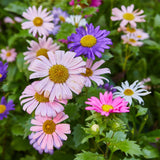 Colorful flowers including pink, purple, and white with green leaves. Magical Plops