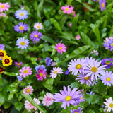 Colorful flowers including purple, pink, and yellow blossoms with green leaves. Seed Confetti Popper