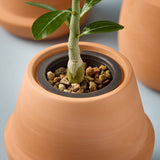 Terracotta pot with a small plant and decorative stones on a light gray background Modern Terracotta Grow Kits