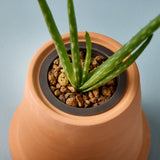 Modern Terracotta Grow Kits with aloe