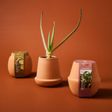 Three terracotta pots with plants on a brown background Modern Terracotta Grow Kits