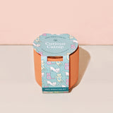 Curious Catnip seed sprouting kit packaging on a beige background Pet Tiny Terracotta Grow Kits