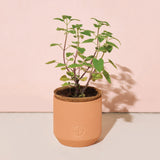 Small potted plant in a terracotta pot on a light pink background Pet Tiny Terracotta Grow Kits