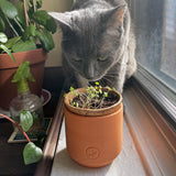 Gray cat sniffing a small potted plant on a windowsill with a spray bottle and books in the background. Pet Tiny Terracotta Grow Kits