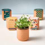 Terracotta pot with sprouting plants and colorful packaging on a light background