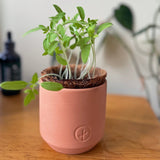 Tiny Terracotta Garden Kits with plants