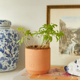 Tiny Terracotta Garden Kits with plants