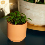 Tiny Terracotta Garden Kits with green plants