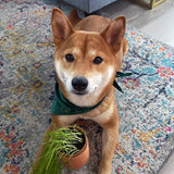 Dog holding a small potted plant on a colorful rug Pet Tiny Terracotta Grow Kits