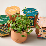 Terracotta pots with sprouting plants and colorful packaging on a light background
