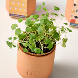 Tiny Terracotta Kit in a terracotta pot with a blurred background