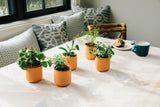 Tiny Terracotta Kits on a table with a cozy indoor setting