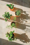 Five potted plants arranged on a concrete surface with shadows cast by the sun. Tiny Terracotta Kits